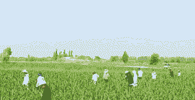 宁夏玉米种植要点