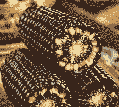 黑玉米种植效益好吗