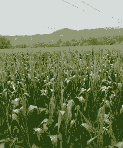 墨江最大玉米种植基地