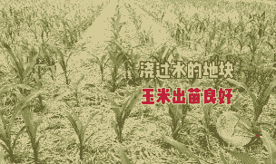 农户玉米种植意愿情况