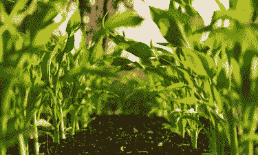 玉米种植什么土好