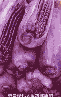 紫色玉米种植蔬菜过程