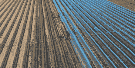 唐山玉米种植哪里有