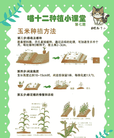 玉米种苗的种植技术