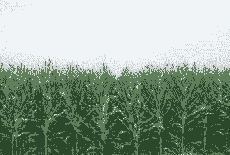浙江这边玉米种植地点