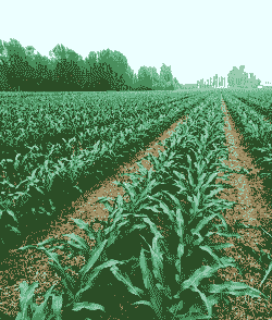 玉米种植最合适温度