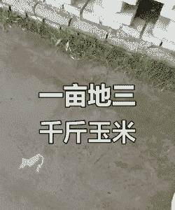 东北春玉米种植深度