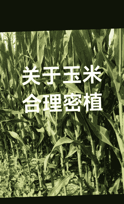 玉米种植合理密植