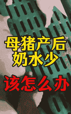 母猪产后不吃食奶水差