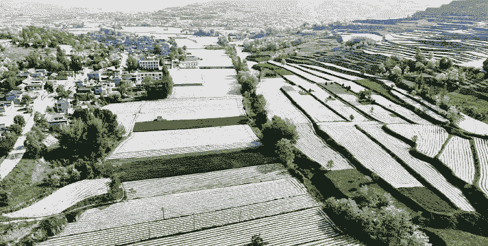 礼县玉米种植面积多少