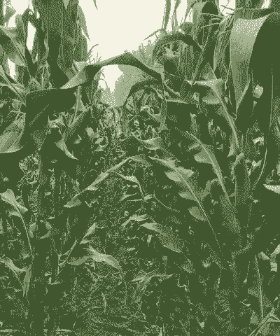 华坪新鲜玉米种植面积