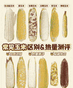 晋北玉米种植品种介绍