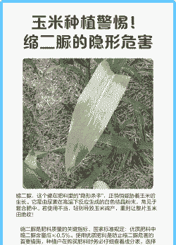 玉米种植后的危害
