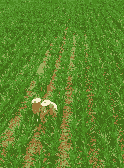 玉米种植的施肥阶段