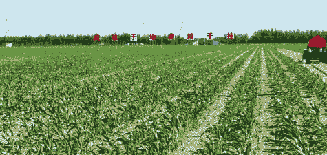 绥中密植玉米种植面积