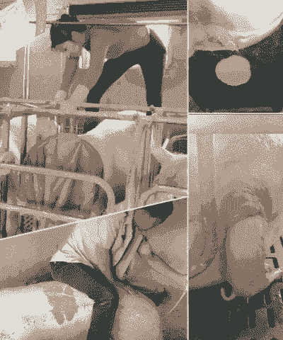 母猪产后用什么清洗产道