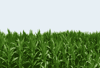 黄骅老玉米种植面积