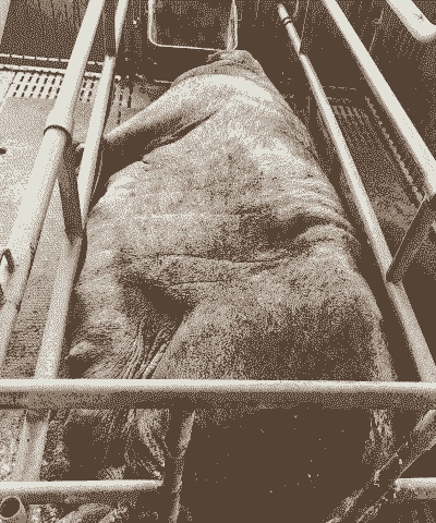 母猪的产后多久才生仔