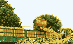 河北玉米种植收入多少