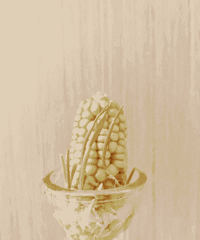 玉米种植用水泡吗