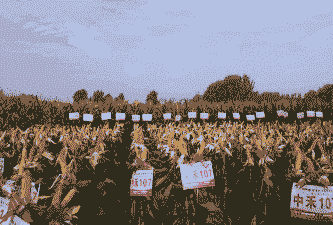 青贮玉米种植成本清单