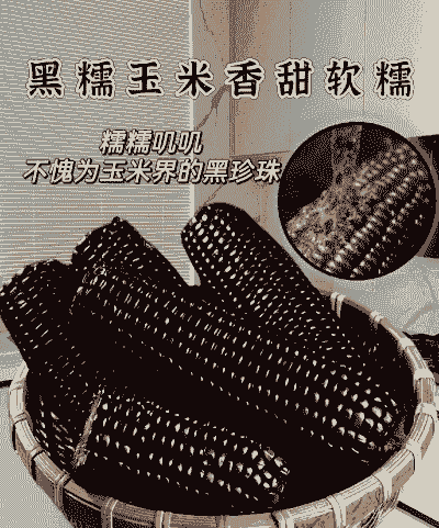 黑色糯玉米种植方法