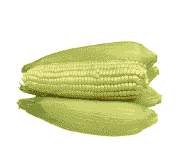 贵州水果玉米种植时间