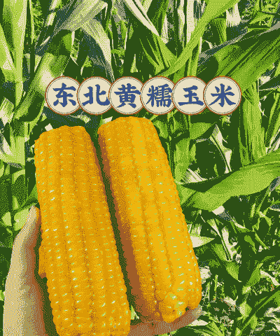 东北推荐玉米种植品种