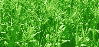 昆明本地玉米种植时间