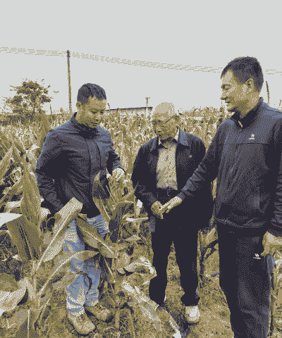 玉米种植老板简介资料