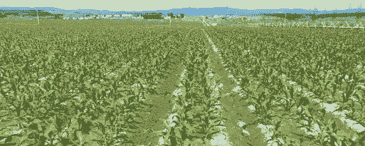 玉米种植起垄高度