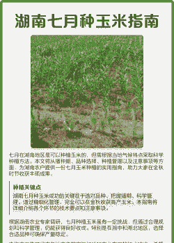 湘西本地玉米种植时间