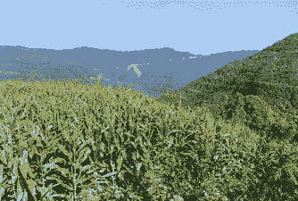 黑玉米种植最佳地点