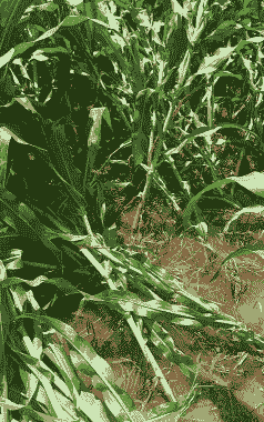 河南玉米种植收获日期