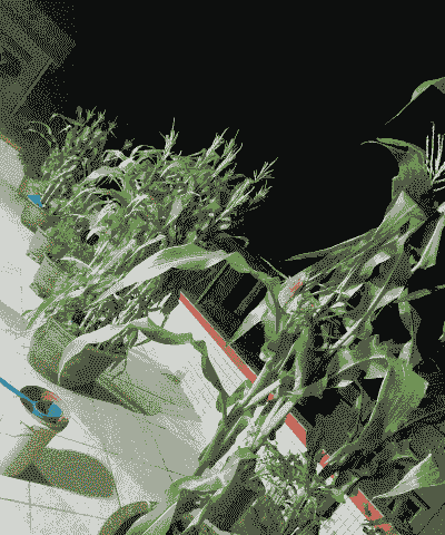 玉米种植多大花盆好看