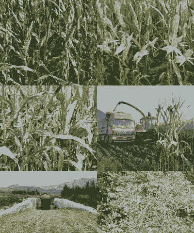 世界青贮玉米种植面积