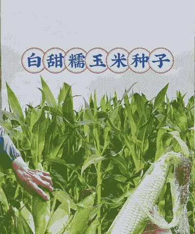 适应南方种植玉米种