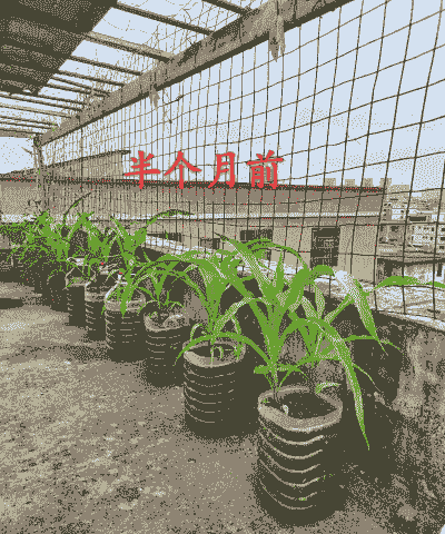 楼顶种玉米种植技术