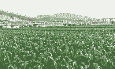 云南禄丰玉米种植面积