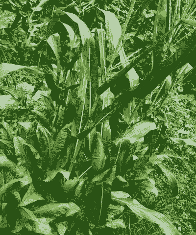 甜糯米玉米种植方法