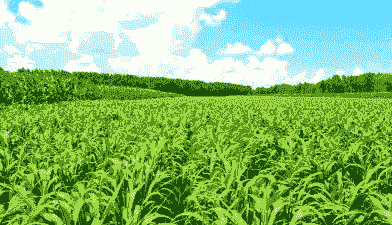 东北玉米种植的基地