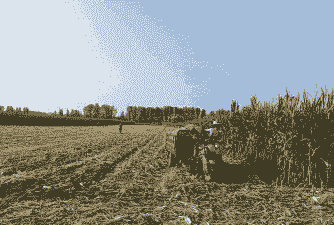 鲁山玉米种植面积多大