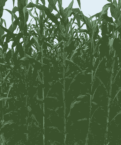 玉米种植湖南多少亩