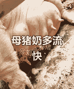 母猪产后什么奶最好喝