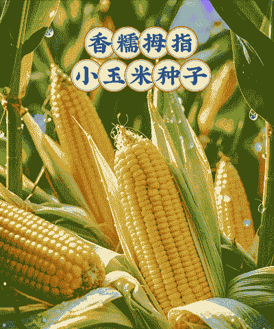 黄金小玉米种植方法