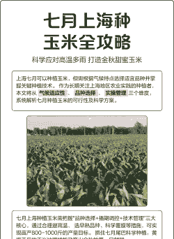 上海早玉米种植时间