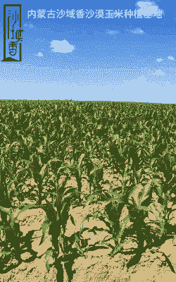 玉米种植适合的土壤