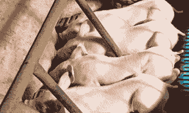 产后母猪喂多少斤