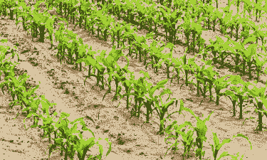 玉米种植种多深