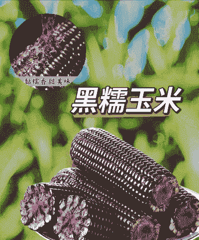 糯黑玉米种植时间